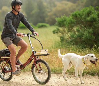 Ebikes and Longevity: How Regular Riding Can Extend Your Life